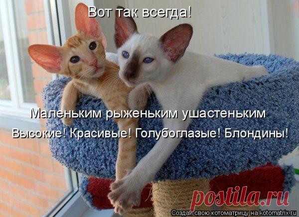 Про любовь (котоматрица)