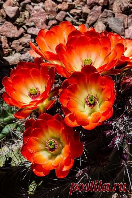 Cactus
