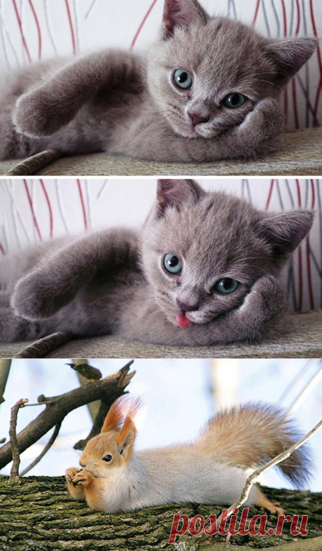 Прирожденные &quot;фотомодели&quot;