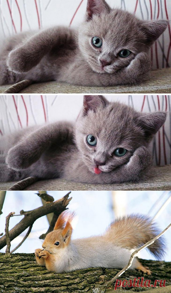 Прирожденные "фотомодели"