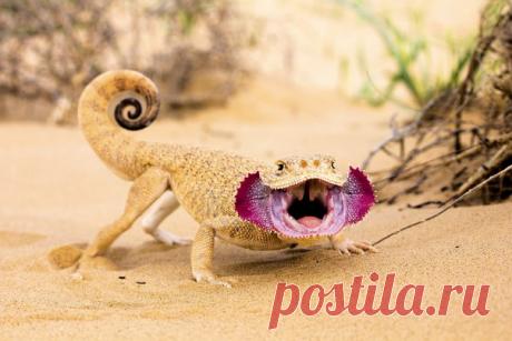 Почему у ушастых круглоголовок на самом деле нет ушей? В честь чего названа такырная круглоголовка? И вообще, кто такие круглоголовки? Ответы – в материале Игоря Окштейна.