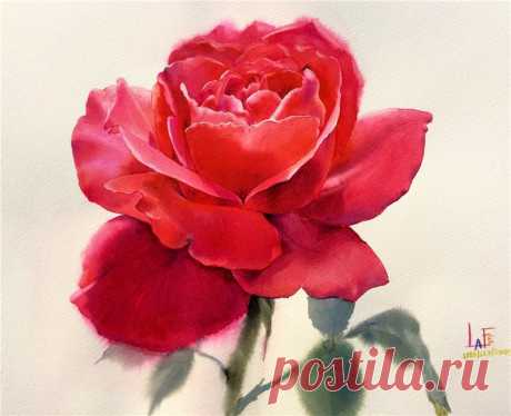 Нежные розы на картинах художника из Таиланда La Fe.