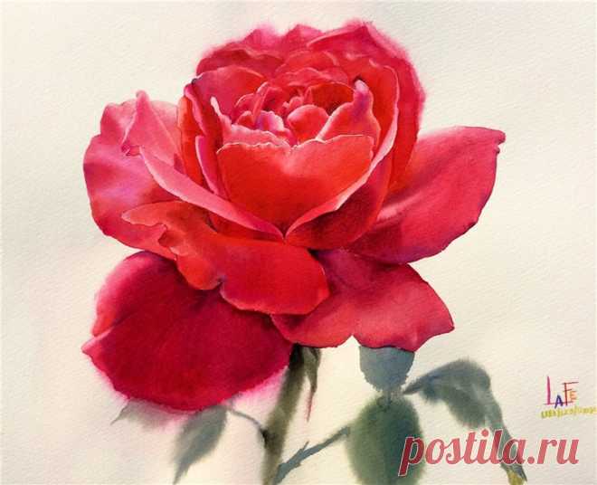 Нежные розы на картинах художника из Таиланда La Fe.