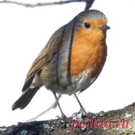 Pisco-de-peito-ruivo
(Erithacus rubecula), 17-01-2021 Montemor, Loures.