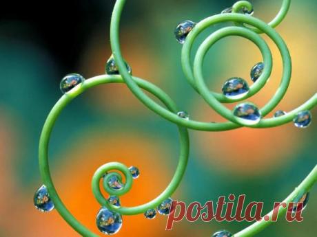 Spring Flowers Wallpapers :: NoNaMe