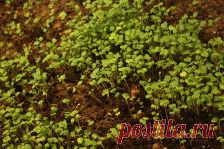 Секреты и нюансы подкормки рассады - Садоводка