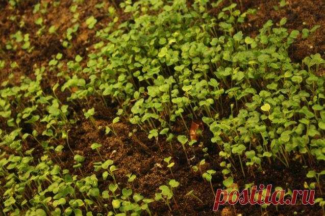 Секреты и нюансы подкормки рассады - Садоводка