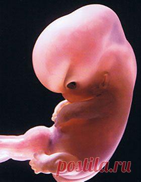 Генитальный герпес и беременность