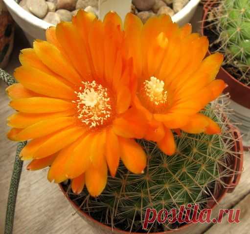 Пародия — виды и уход