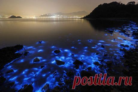 Волшебное свечение моря в Гонконге (Видео) / Социальная погода
