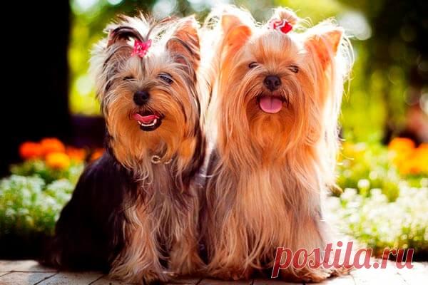 Йоркширский терьер: всё, что нужно знать об этой породе собак от А до Я