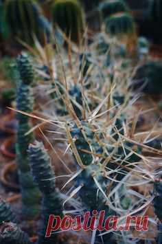 Tephrocactus articulatus