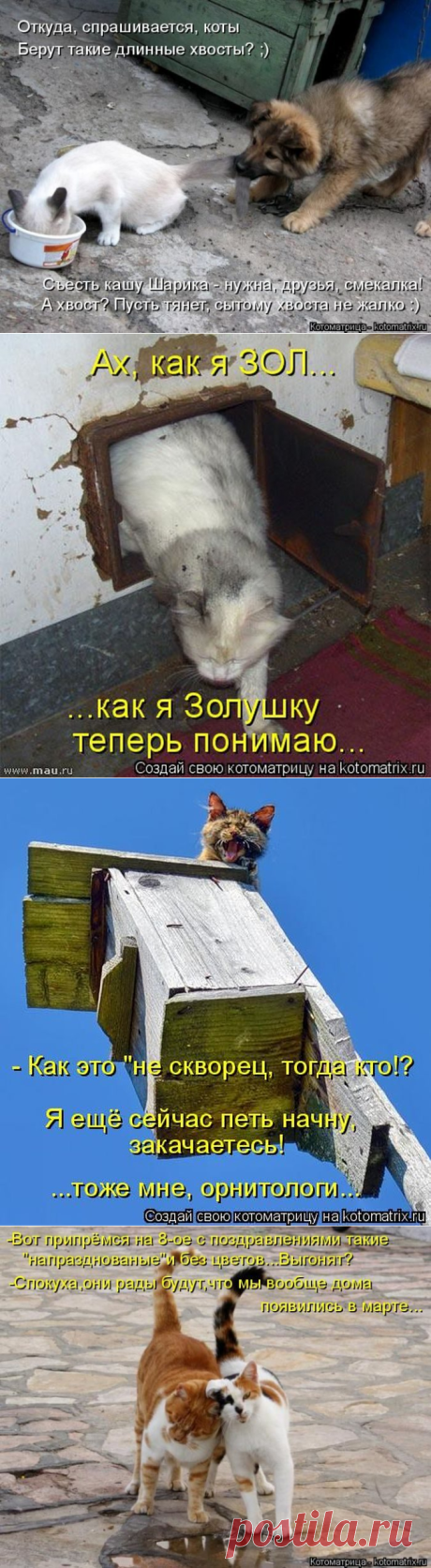 Самые прикольные котоматрицы за прошедшую неделю / Питомцы