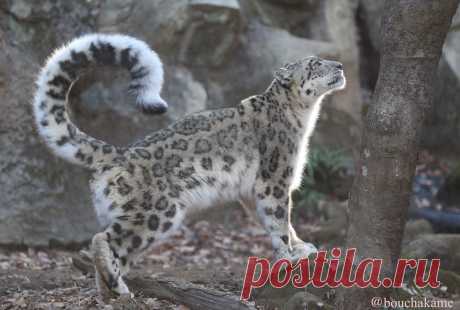 Beautiful Snow Leopard female Her name is Mimi at Tama Zoo in Japan:)