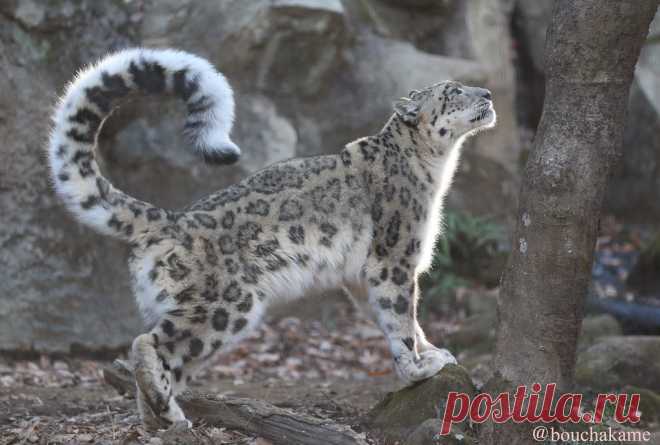 Beautiful Snow Leopard female Her name is Mimi at Tama Zoo in Japan:)