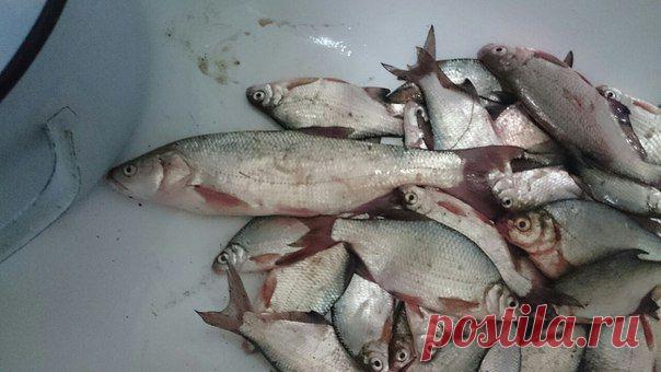 Сегодняшний улов / Богатая добыча