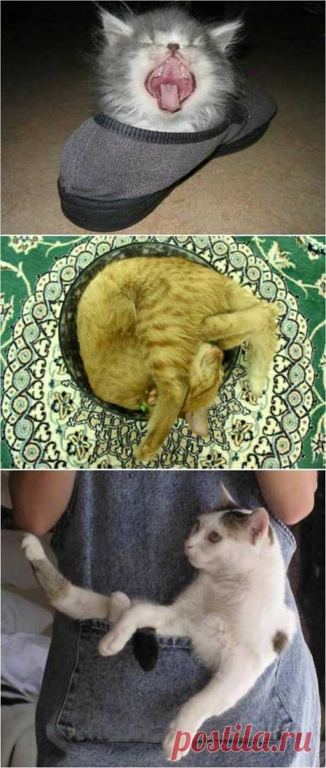 Где спят кошки | Это интересно!