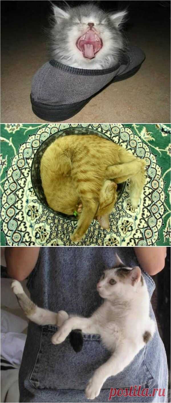 Где спят кошки | Это интересно!