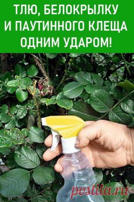 Тлю, белокрылку и паутинного клеща — одним ударом! Сегодня я хотела бы поделиться с вами моей «бомбой», которая помогает мне избавиться от многих вредителей в огороде и выиграть войну за урожай. #дача #сад #огород #борьбасвредителями #средствотовредителей