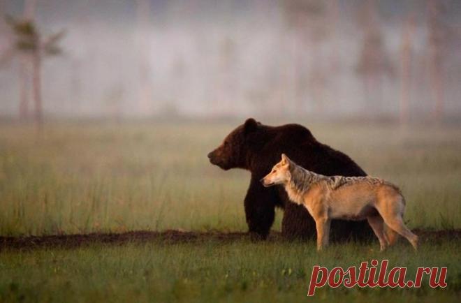 Дружба, которой быть не может, но она есть: медведь и волчица