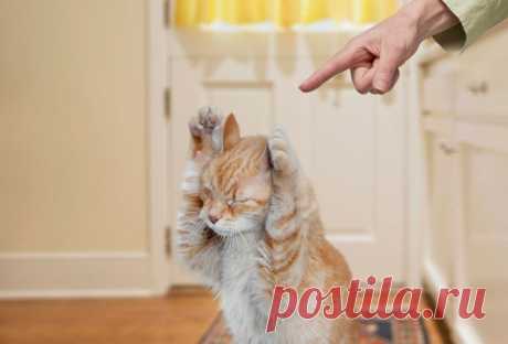 Как наказывать кота: 3 метода воспитания шкодников | Про Кошек | Яндекс Дзен