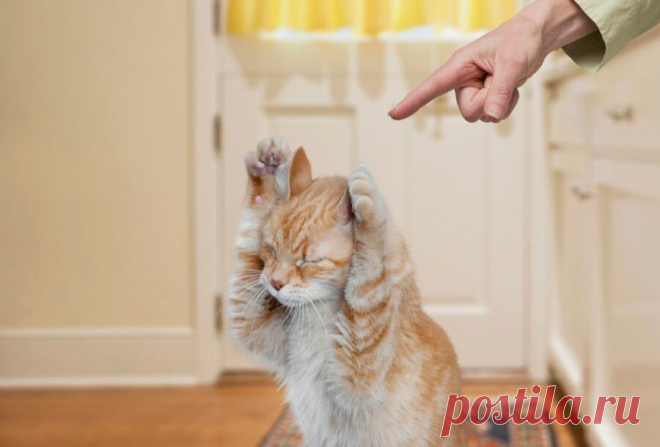 Как наказывать кота: 3 метода воспитания шкодников | Про Кошек | Яндекс Дзен