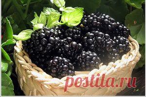 Выращивание ягоды ежевика: посадка и уход на видео, описание обрезки