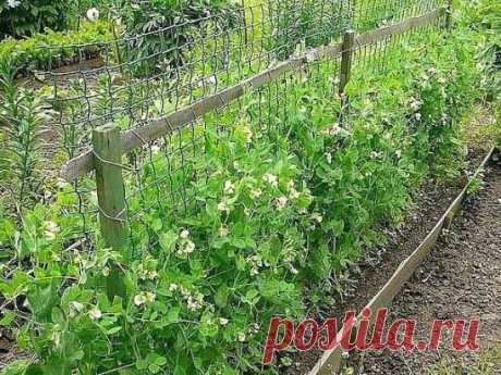 #Овощеводство
  
Выращивание гороха- урожай больше в 4 раза
  
Горох выращивают посевом непосредственно в грунт. Замоченные на ночь семена гороха к утру набухают, и их густо сеют в бороздки.
Чтобы вырастить большее количество гороха (урожай может увеличиться до 4 раз), а так же растянуть период плодоношения, макушку прищипывают, после чего горох пускает несколько боковых побегов
Прищипку можно проводить в любой момент, даже когда растения еще совсем маленькие, однако лучше это делать утром со