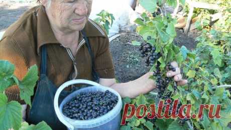 СМОРОДИНУ НУЖНО ПОСТОЯННО ОМОЛАЖИВАТЬ - И БОЛЬШОЙ УРОЖАЙ ВАМ ОБЕСПЕЧЕН Большинство ягодных растений не требуют к себе очень пристального внимания. Но есть среди них два вида, которые нуждаются в постоянном уходе. Это земляника и смородина.Первой дачники, как правило, уделяют довольно много времени: рассаживают, поливают, удобряют, мульчируют грядки,...