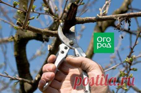 Какая ветка на дереве дает плоды, а какая – листья: поясняем в картинках | Уход за садом (Огород.ru)