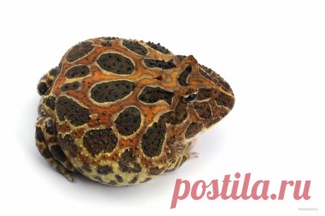 Лягушка Рогатая Ceratophrys Лягушка Рогатая Ceratophrys в интернет-магазине экзотических животных в Москве. Лягушка Рогатая Ceratophrys по доступной цене с бесплатной доставкой. Большой ассортимент в зоомагазине «...