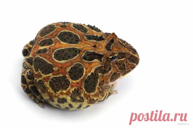 Лягушка Рогатая Ceratophrys Лягушка Рогатая Ceratophrys в интернет-магазине экзотических животных в Москве. Лягушка Рогатая Ceratophrys по доступной цене с бесплатной доставкой. Большой ассортимент в зоомагазине «...