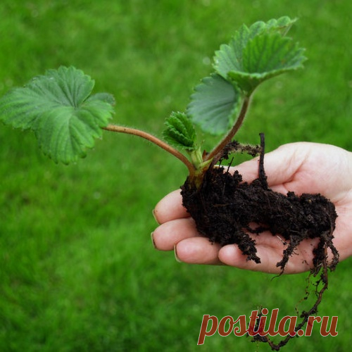 Усы и рожки - способы размножения садовой земляники