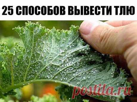 25 СПОСОБОВ ВЫВЕСТИ ТЛЮ - СОВЕТЫ ДАЧНИКАМ.

1. Водкой. Для обработки пойдет самая дешевая. Все, что нужно, так это налить ее в пульверизатор и опрыснуть растения.
2. Кока-колой. Использовать так же, как и водку.
3. Хозяйственным мылом: 200 г растворить в 10 л воды.
4. Нашатырем: 1 ст. ложку развести в 10 л воды.
5. Кальцинированной содой: 1 ст. ложку растворить в 1 л воды. Добавить 40 г хозяйственного мыла.
6. Золой: 200–300 г залить 5 л крутого кипятка, остудить, процедит...
