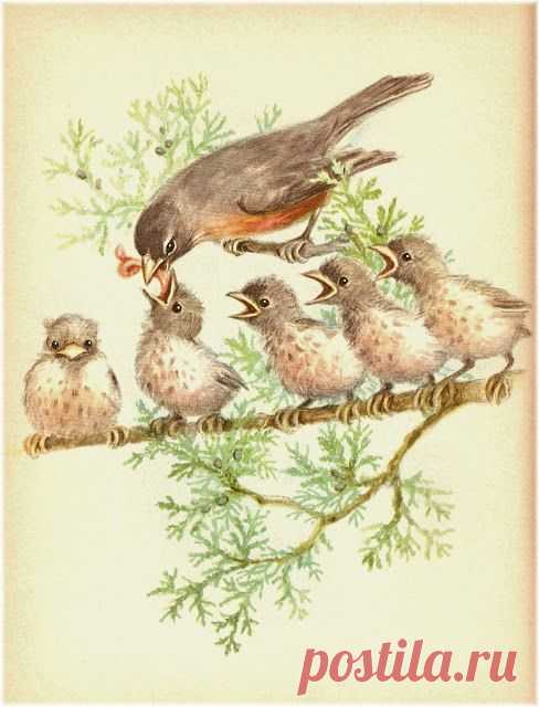 Spring birds