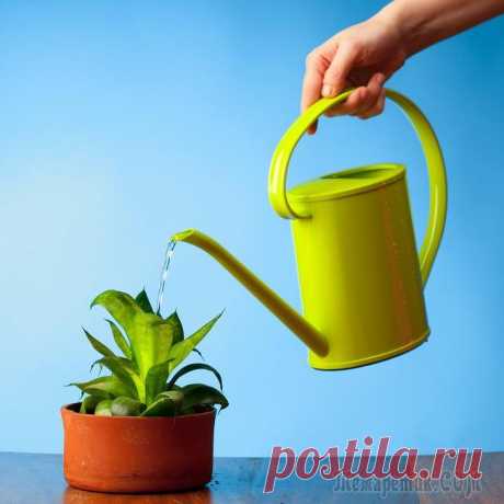 Полив и подкормка комнатных растений весной