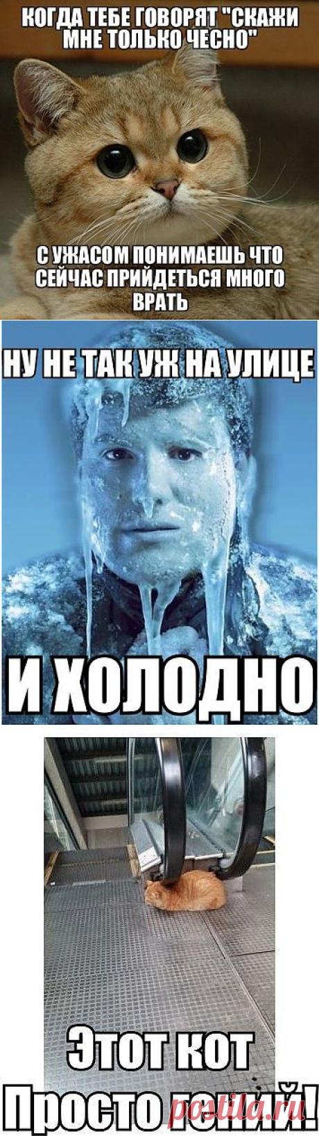 Позитив и юмор в картинках / Приколы