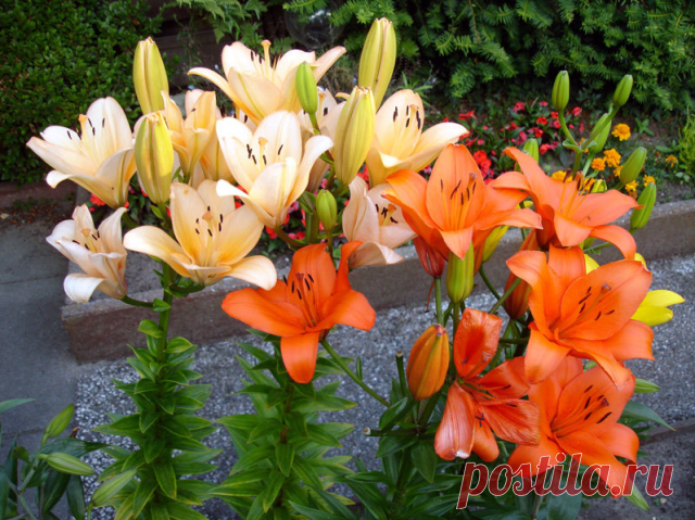 10 советов по уходу за лилиями

Луковицы лилий можно высаживать осенью и весной. Если необходимо сохранить луковицы до посадки, их помещают в прохладное место (нижний ящик холодильника, подвал и т.п.), перекладывая влажным мхом, опилками, песком или просто землей. Нельзя хранить луковицы в полиэтиленовых пакетах. Лучше упаковывать их в плотную бумагу, картонную коробку или ткань и периодически слегка увлажнять упаковочный материал.

• Для профилактики и лечения грибковых з...