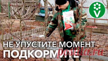 Когда и чем удобрить сад в весеннюю пору? Первую подкормку плодового сада всегда проводите с учетом своих климатических условий, непосредственно…