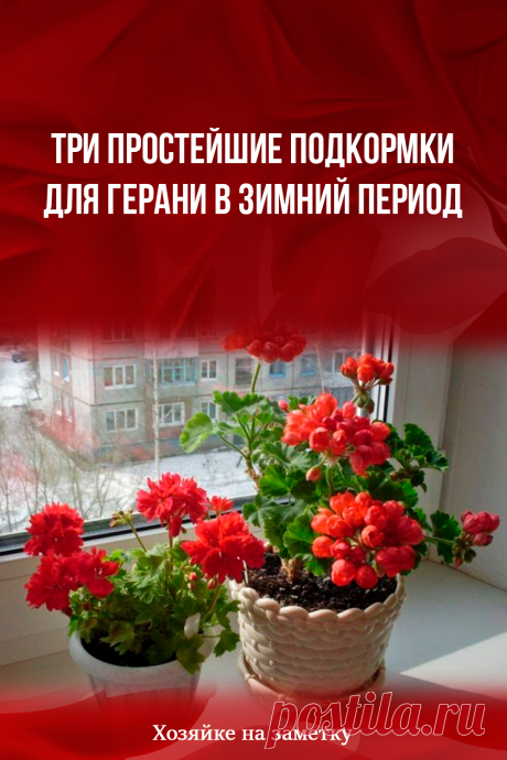 Три простейшие подкормки для герани в зимний период