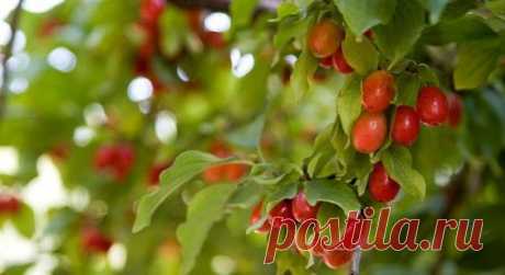 Кизил мужской или обыкновенный – применение в народной медицине.