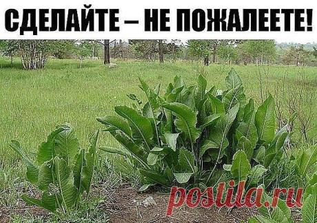 Хрен – единственное растение, способное вытягивать соль через поры кожи. 
СДЕЛАЙТЕ – НЕ ПОЖАЛЕЕТЕ! 
Избавиться от всей соли, которая накопилась в организме и может привести к солевым болезненным отложениям, помогут листья хрена.. 
Напоминаю проверенный и безотказный рецепт. 
Возьмите свежие крупные листья хрена – 2 шт. Перед сном окуните их с двух сторон кипяток и сразу положите на спину, захватывая шею. Обвяжите тканью. Возможно легкое жжение, но боли нет. 
Утром осторожн...