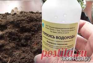 Стоит ли поливать рассаду перекисью водорода? / Асиенда.ру