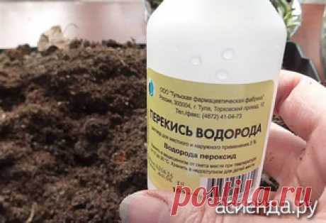 Стоит ли поливать рассаду перекисью водорода? / Асиенда.ру