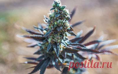 Польза и вред каннабиса - статьи «Веримед»