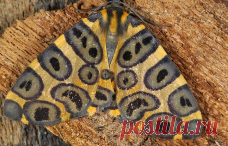 Бабочка вида Pantherodes cf. pardalaria семейства пядениц. Фото: Mileniusz Spanowicz/WCS   |  Где живет 10 тысяч видов бабочек — National Geographic Россия