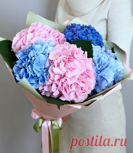 КАК ИЗМЕНИТЬ ЦВЕТ ГОРТЕНЗИИ? 🌺🌸🌼 Часто спрашивают, можно ли изменить белые цветки у древовидной гортензии на голубые. Ответ однозначный - способностью к перемене цвета обладает только гортензия крупнолистная. Белые цветки даже у крупнолистной гортензии не окрашиваются вообще. К концу лета они могут приобрести лишь розовый налет, похожий на румянец, а на лепестках появятся пурпурные пятна и точки. Голубую окраску дают соли алюминия. Изменить цвет гортензии с розового на голубой легче, чем с…