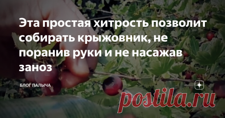 Эта простая хитрость позволит собирать крыжовник, не поранив руки и не насажав заноз И хочется, и колется! Надоели исцарапанные руки каждый раз после сбора ягод крыжовника? Я знаю, как вам помочь...