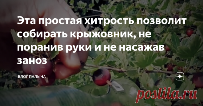 Эта простая хитрость позволит собирать крыжовник, не поранив руки и не насажав заноз И хочется, и колется! Надоели исцарапанные руки каждый раз после сбора ягод крыжовника? Я знаю, как вам помочь...