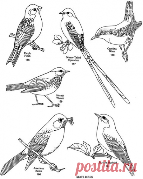 bird2.jpg (481×600)